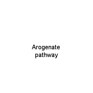 Arogenate pathway